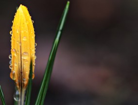 花卉苗圃种植与栖霞区花卉养护厂商的紧密合作花卉苗圃基地