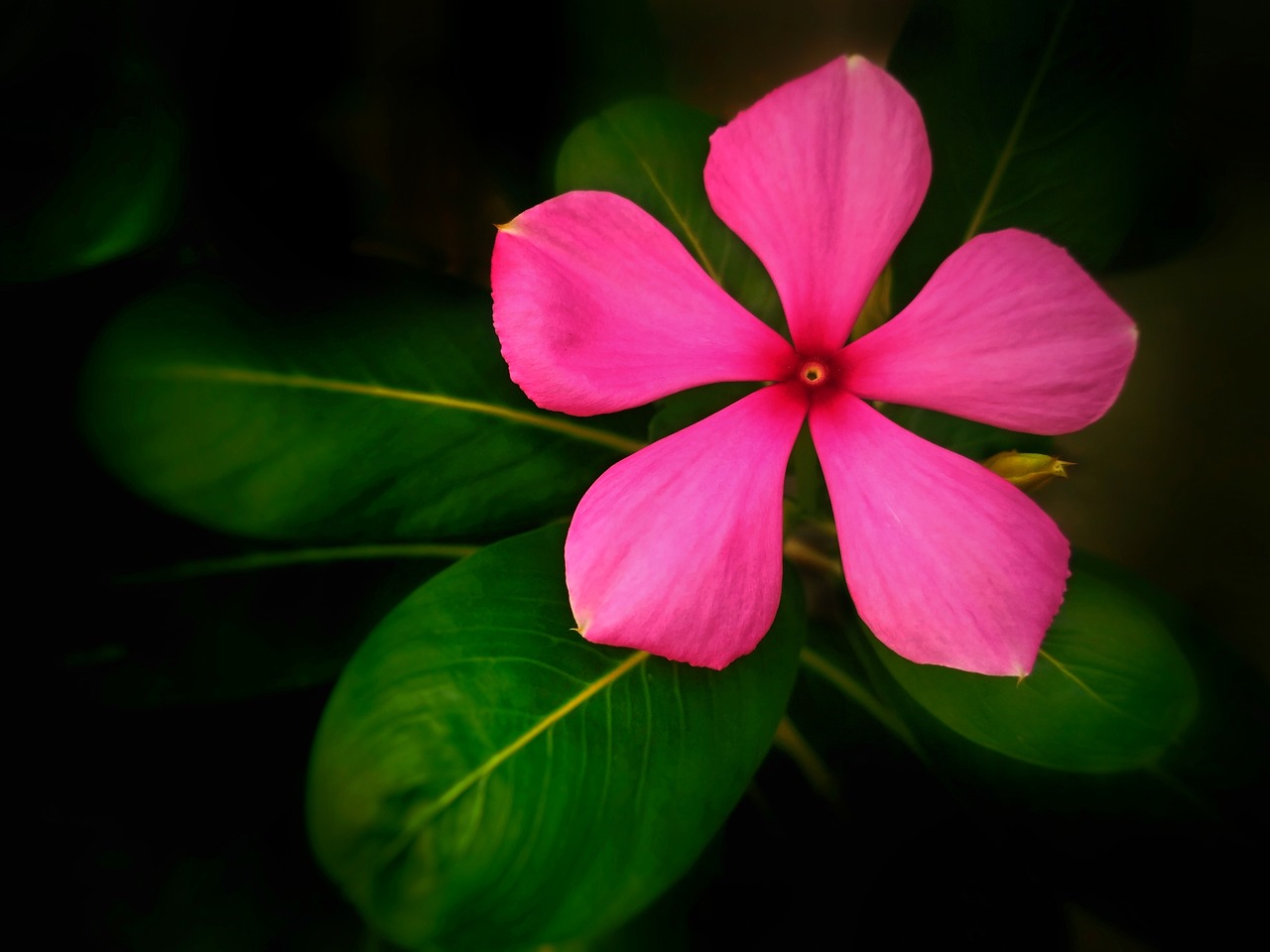 抚州花卉与石家庄水生花卉种苗基地的魅力抚州绿植花卉批发  第1张